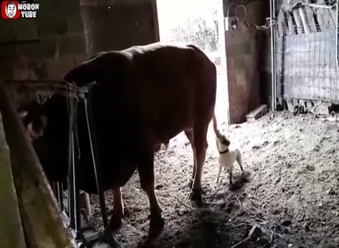 Video :A bull gets rid of a dog that breaks balls